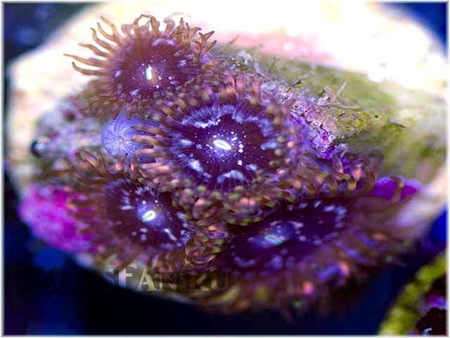 Purple Galaxy
